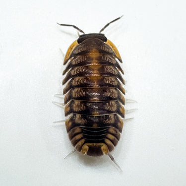 Cubaris Sp. Red Tiger